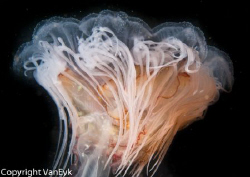 Lion Mane Jelly by Bill Van Eyk 